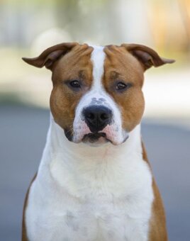 Psík Atrey 🐶 Americký Stafordšírsky teriér s PP 🐾 🩵 - 7