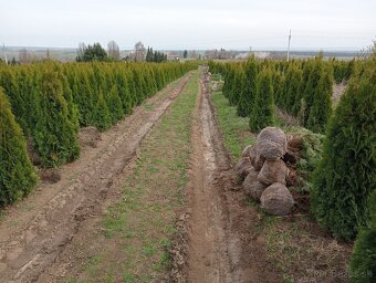 Tuja Smaragd, vavrínovec, červienka - Ružomberok - 7
