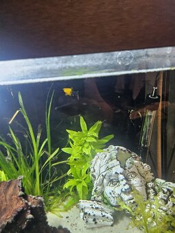 Aqvarium juwel Rio 125 + skrinka - 7