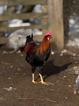 Predám mladé kohúty - 7