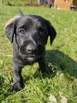 Šteniatka labradora x zlatého retrívra hľadajú domov - 7