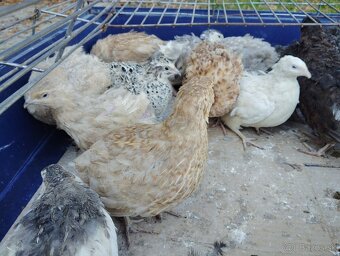 Predám japonské prepelice - 7