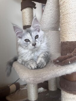 maciatko maine coon s PP Frost - 7