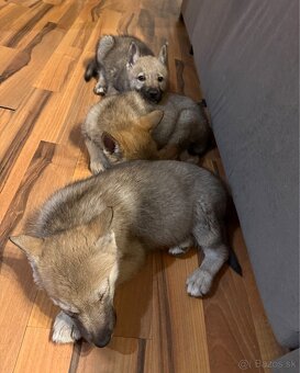 Československý vlčiak - 7