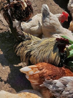 Kohúti paduan tricolor, ameraucana, hedemora - 7