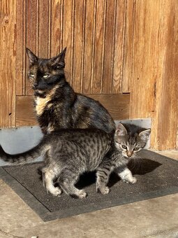 Darujem mačiatka - 7