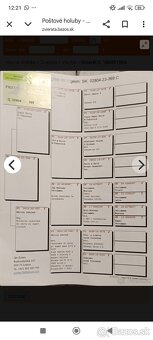 Poštové holuby - 7