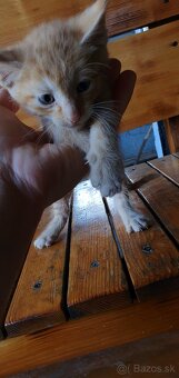 Mačiatka, mačiatko, mačky, mačka - 7