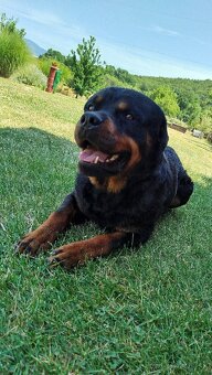 Rottweiler, rotvajler - 7