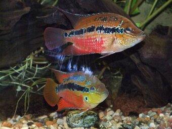 sermaprochilodus tanierus+mix - 7