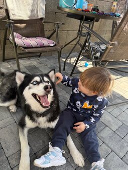 Sibírsky husky Fenka - 7