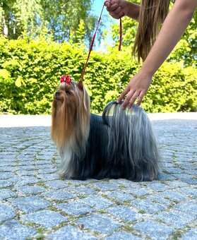 Yorkshire terrier, jork, jorksirsky terrier s PP - 7