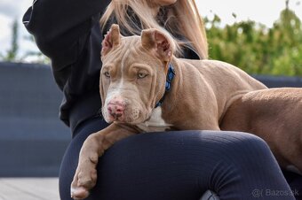 Šteniatka American Bully XL s pp na predaj - 7