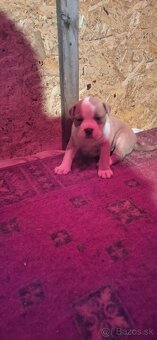 American Bully - 7