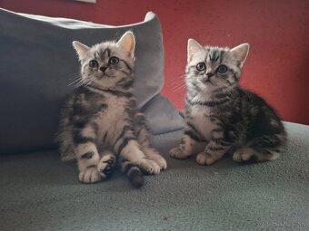 Britské whiskas mačiatka s PP - 7