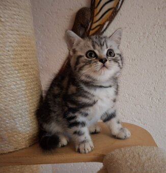 Britské whiskas mačiatka s PP - 7