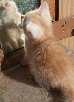 Perzské mačiatko - 7