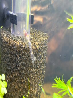 prisavnik-ancistrus - 7