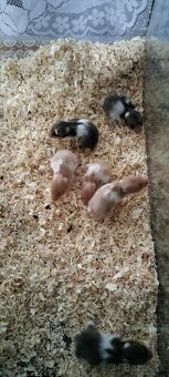 Sýrsky škrečok - 7