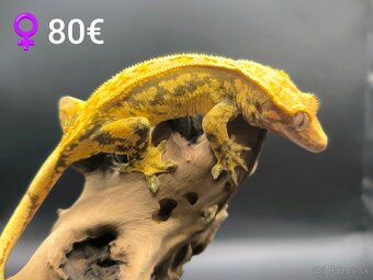 PAGEKON RIASNATY - 7