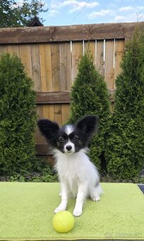 Papillon s rodokmeňom FCI - 7