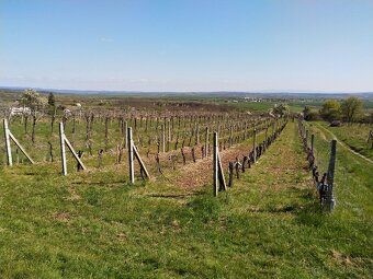 Pozemok - Vinice Čajkov - Sádovské - 7