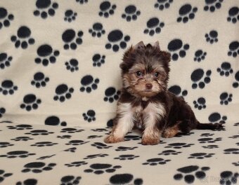 Choco,Čoko Yorkshire terrier - 7
