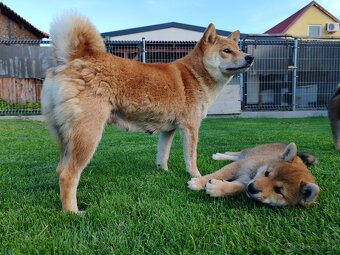 Shiba inu psýk s PP - 7