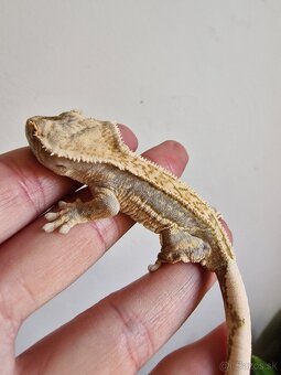 Rhacodactylus cilliatus - 7