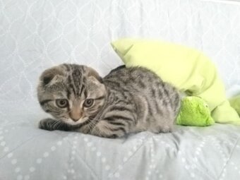Škótska klapouchá - predám mačiatko - predám kocúrika - 7
