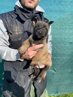 Belgický ovčiak malinois - 7