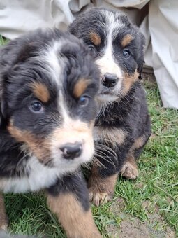 Bernský salašnícky pes- Šteniatka - 7