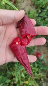 Čerstvá mletá červená paprika z Južného Maďarska - 7