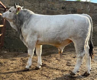 Marchigiana-mladý plemenny byk - 7