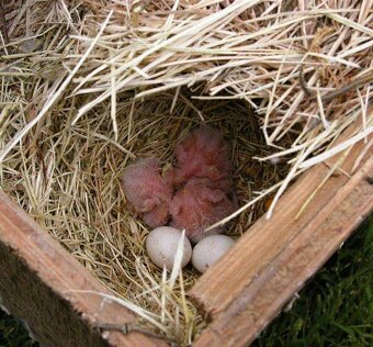 Agapornis Ruzovohrdly - mladé 2025 - 7