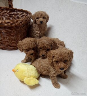 Pudel šteniatka - 7