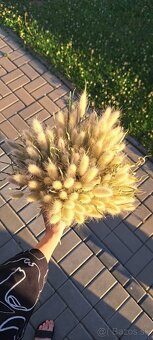 Sušený zajačí chvost - Bunny tail grass - 7