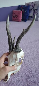 Trofeje raritnych srncov - 7