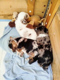 Yorkshire biewer blue merke - 7