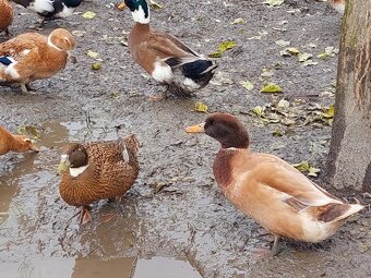 Kacice mlade farebne - 7