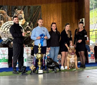 American bully XL XXL - 7