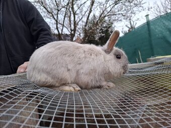 Predám mini zajačika - 7