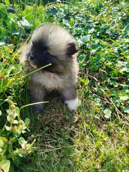 Pomeranian +nemecký špic - 7