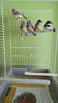 Predám zebričky - 7