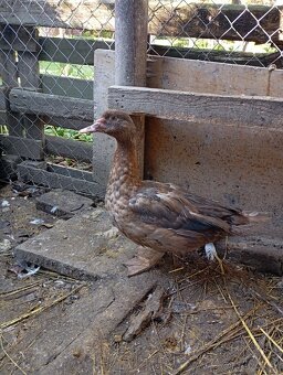 Pižmove kacice a kačery - 7