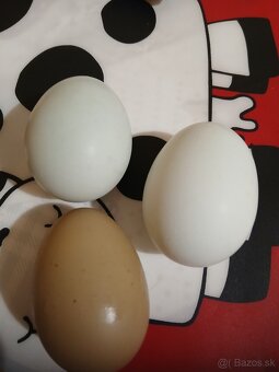 Nasadove vajicka domaci mix - 7