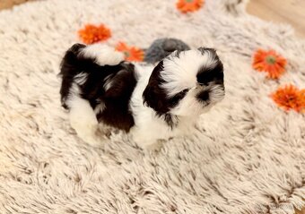 ❤ Shih-Tzu šteniatka - 7