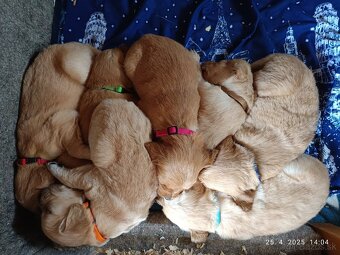 Zlatý retriever šteniatka - 7