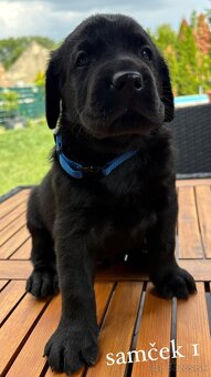 REZERVOVANÉ VŠETKY Labrador-šteniatka - 7