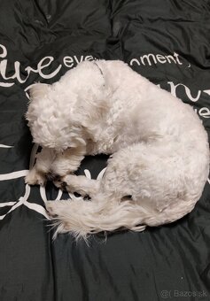 Maltipoo Tony❤️ - 7